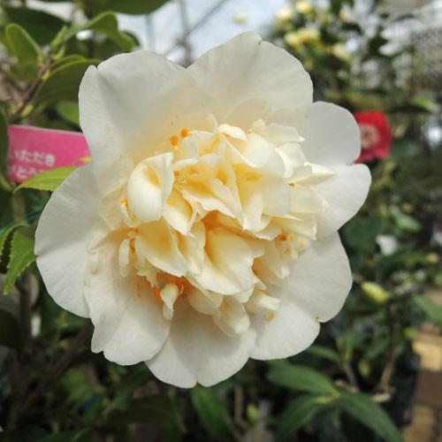 椿 ツバキの苗木 ブラッシュフィールズイエロー : 植物・園芸専門店 花