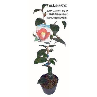 椿 ツバキの苗木 ブラッシュフィールズイエロー : 植物・園芸専門店 花