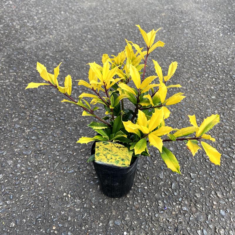 西洋ヒイラギの苗木サニーフォスター : 植物・園芸専門店 花育通販