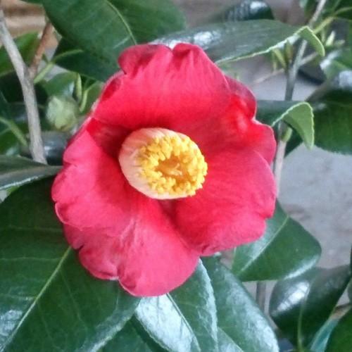 椿 ツバキの苗木 寒丹花 接木苗 : 植物・園芸専門店 花育通販Yahoo!店