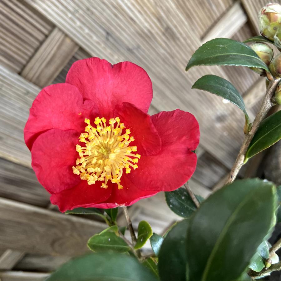 山茶花 サザンカ の苗木 ユーレタイド ユーレタイト 3 5号 Ki Kaboku 267 花育通販yahoo 店 通販 Yahoo ショッピング