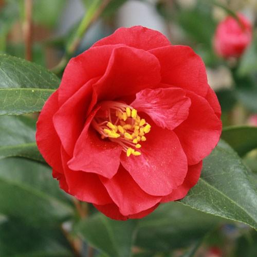 椿 ツバキの苗木 レッドホッツ 接木苗 : 植物・園芸専門店 花育通販