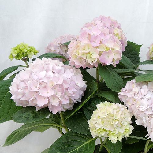 も*子様 【訳あり品】　アジサイ　育成用株　4寸22ポット　紫陽花 霧島の恵 植木・庭木の販売店【花育通販】 紫陽花（アジサイ）苗木 霧島の