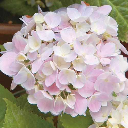 紫陽花苗 紫陽花 四季咲き紫陽花 霧島の恵 4ポット 紫陽花（アジサイ