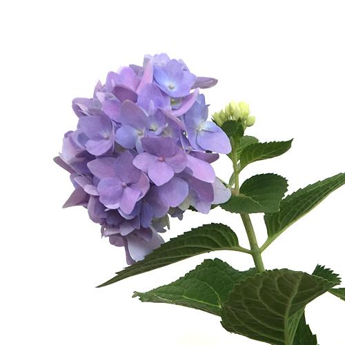 紫陽花 アジサイ 苗木 霧島の恵 きりしまのめぐみ Ki Kaboku 298 花育通販yahoo 店 通販 Yahoo ショッピング