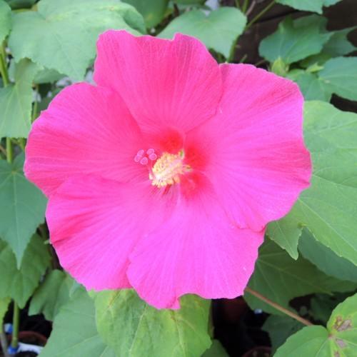 芙蓉（フヨウ）赤花の苗（2年生） : 植物・園芸専門店 花育通販Yahoo