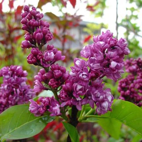 ライラック「ミセスエドワードハーディング」の苗木 : 植物・園芸専門 