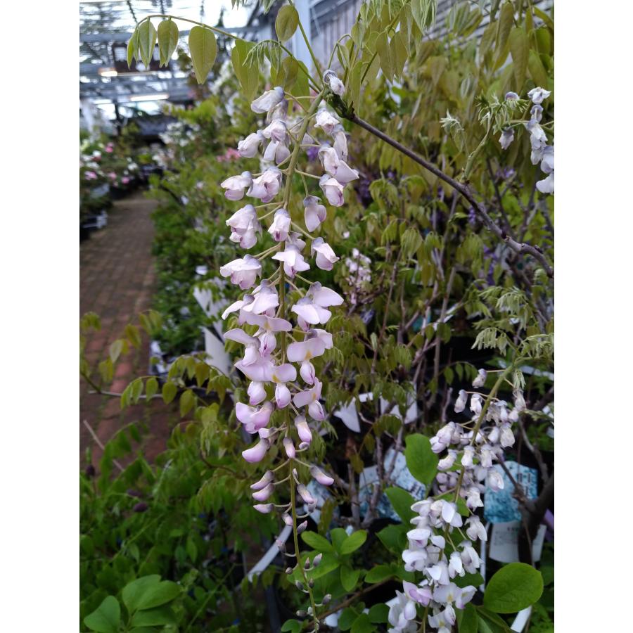 フジ「口紅藤」の苗木 : 植物・園芸専門店 花育通販Yahoo!店 - 通販