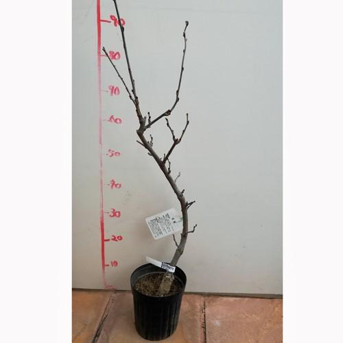 フジ「口紅藤」の苗木 : 植物・園芸専門店 花育通販Yahoo!店 - 通販