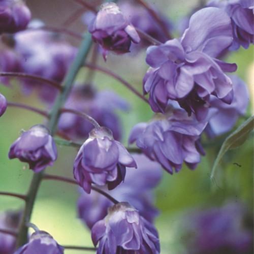 藤（フジ）「八重黒龍藤」の苗木 : 植物・園芸専門店 花育通販Yahoo!店