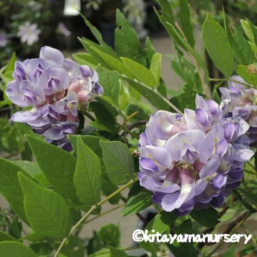 アメリカフジ（藤）「アメジストフォール」の苗木 : 植物・園芸専門店