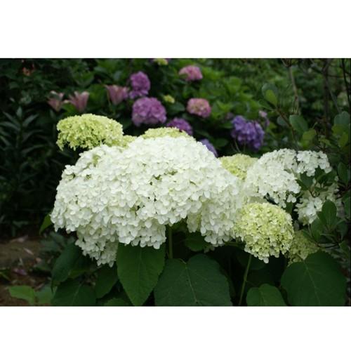 1284円 大人気新品 アメリカアジサイ アナベルの苗木