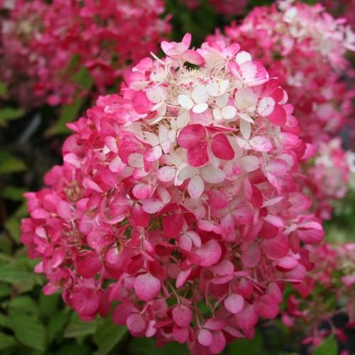 ピラミッドアジサイ ダイヤモンドルージュの苗木 Ki Kaboku 432 花育通販yahoo 店 通販 Yahoo ショッピング