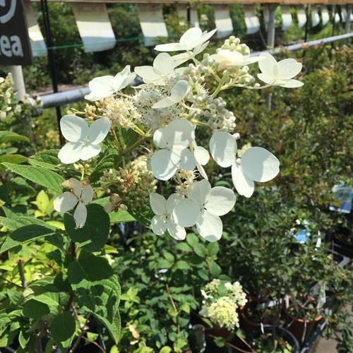 ピラミッドアジサイ ダイヤモンドルージュの苗木 : 植物・園芸専門店
