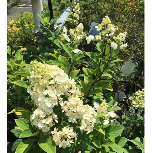 ピラミッドアジサイ ダイヤモンドルージュの苗木 : 植物・園芸専門店