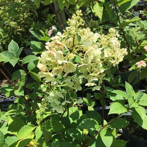 ピラミッドアジサイ サンデーフレーズの苗木 Ki Kaboku 433 花育通販yahoo 店 通販 Yahoo ショッピング