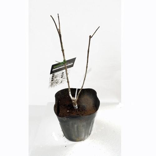 ピラミッドアジサイ 送料無料新品 バニラストロベリーの苗木