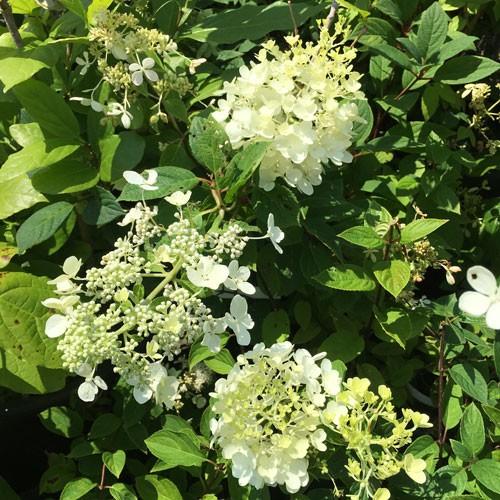 ピラミッドアジサイ 送料無料新品 バニラストロベリーの苗木