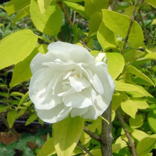 バイカウツギ イエローヒルの苗木 : 植物・園芸専門店 花育通販Yahoo