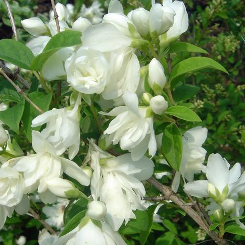 バイカウツギ　スノーベルの苗木（Yahoo!・植物・園芸専門店 花育通販Yahoo!店）