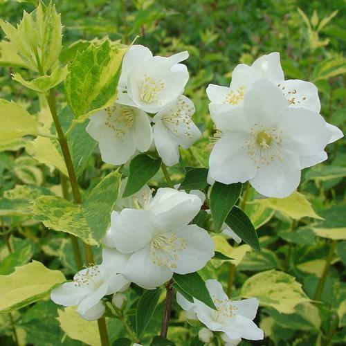 斑入りバイカウツギ　イノセンスの苗木（Yahoo!・植物・園芸専門店 花育通販Yahoo!店）
