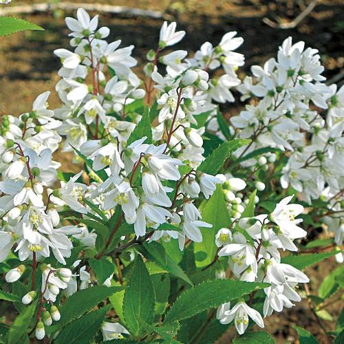 姫空木（ヒメウツギ）の苗 : 植物・園芸専門店 花育通販Yahoo!店