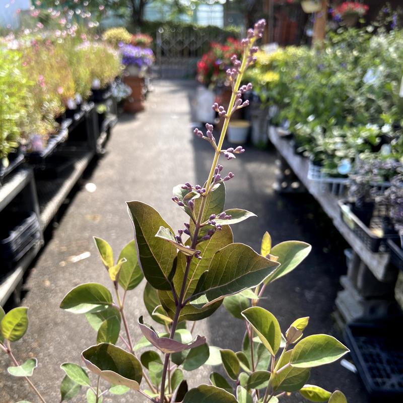 西洋ニンジンボク（ミツバハマゴウ）・プルプレアの苗木 : 植物・園芸