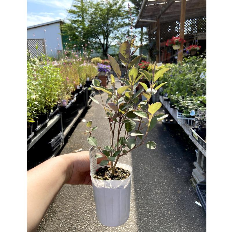西洋ニンジンボク（ミツバハマゴウ）・プルプレアの苗木 : 植物