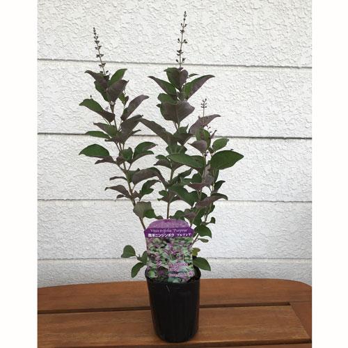 西洋ニンジンボク（ミツバハマゴウ）・プルプレアの苗木 : 植物・園芸