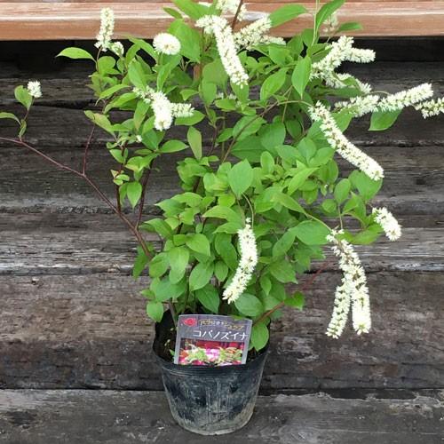 コバノズイナの苗木（Yahoo!・植物・園芸専門店 花育通販Yahoo!店）