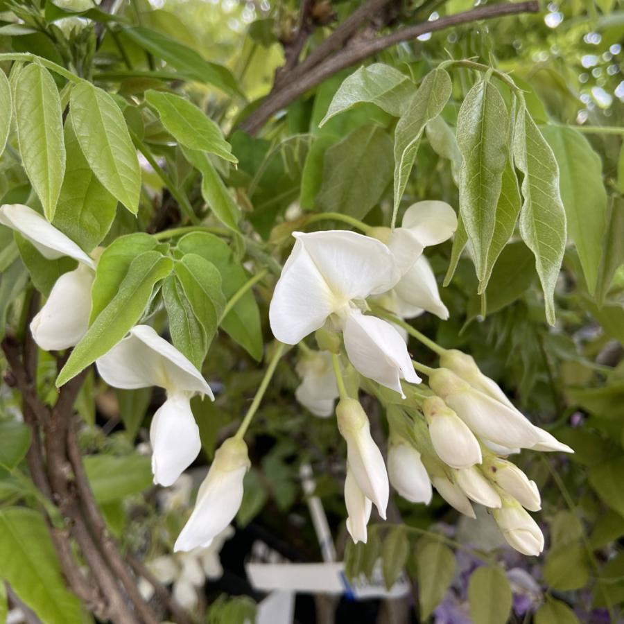 藤（フジ）「白花美短（シロカピタン）」の苗木 : 植物・園芸専門店 花