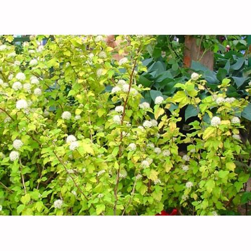 テマリシモツケ ダーツゴールド の苗木 Ki Kaboku 477 花育通販yahoo 店 通販 Yahoo ショッピング