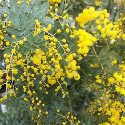 ミモザ アカシアの苗木 15cmポット苗 : 植物・園芸専門店 花育通販