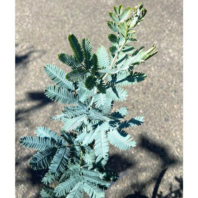 ミモザ　アカシア　　苗木　　　　　　　　　（ロングサイズです） ミモザ・アカシアの苗木（6号） : 植物・園芸専門店 花育通販Yahoo!店