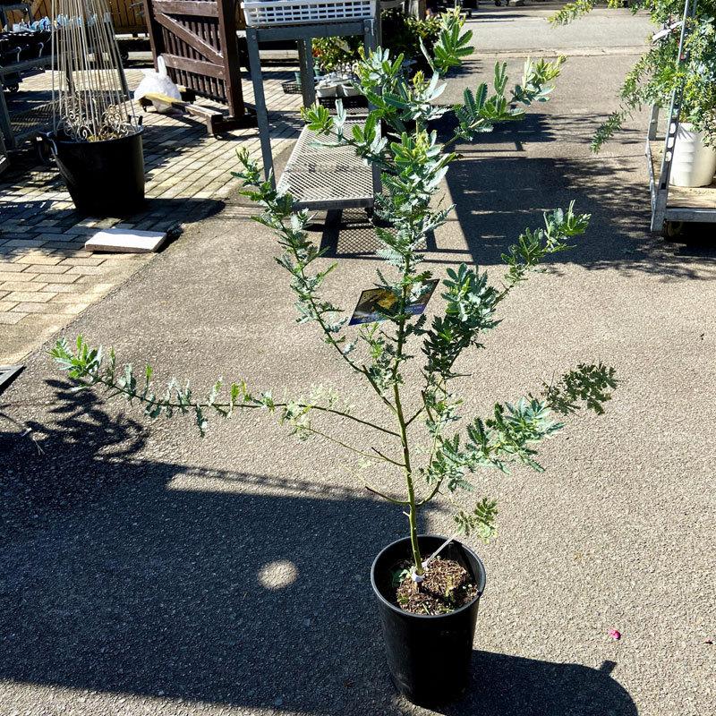 ミモザ・アカシアの苗木（6号） : 植物・園芸専門店 花育通販Yahoo!店