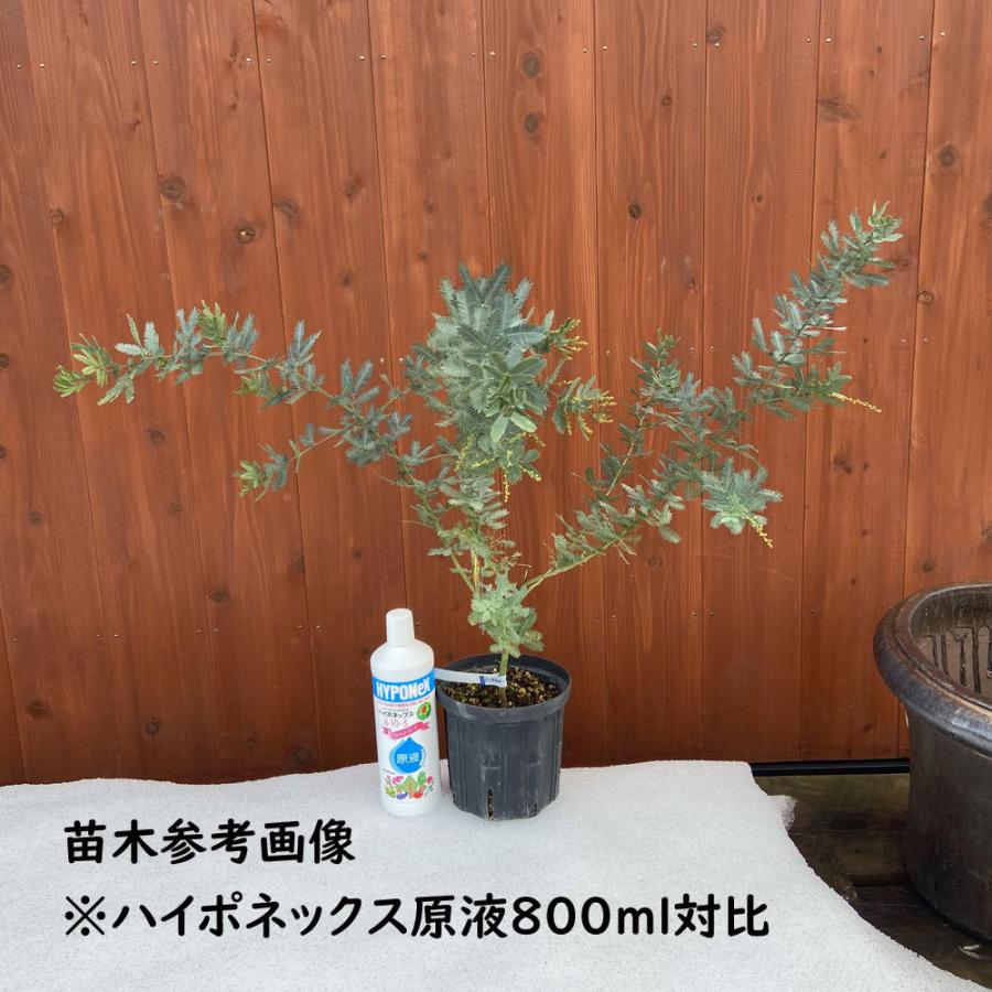 ミモザ・アカシアの苗木（6号スリット鉢） : 植物・園芸専門店 花育