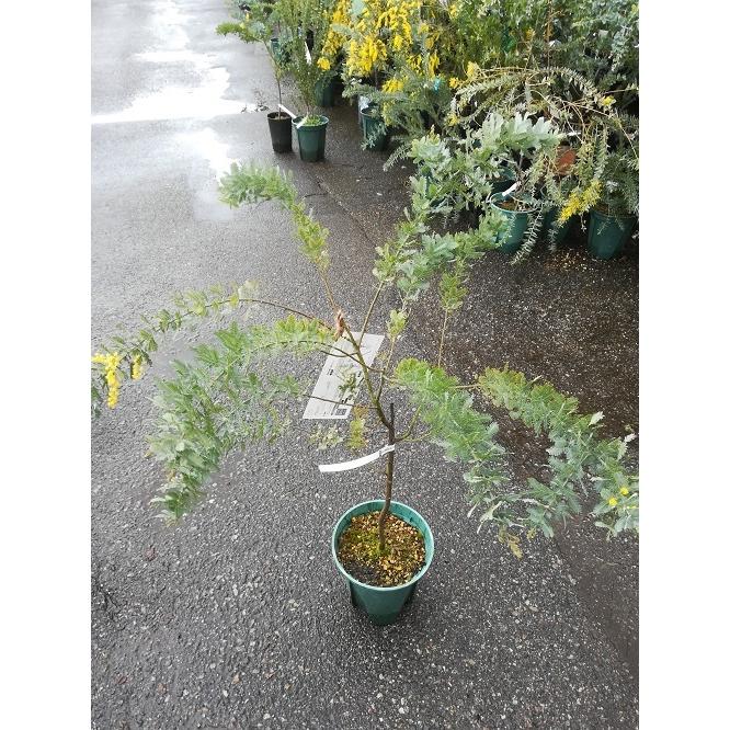 ミモザ・アカシアの苗木（8号） : 植物・園芸専門店 花育通販Yahoo!店