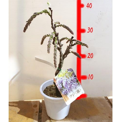 一才藤／太木 一才藤 花木苗 5号/1個売り 花藤 いっさいふじ 初心者向け 育てやすい