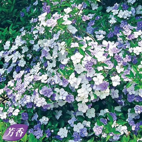 ニオイバンマツリの鉢植え : 植物・園芸専門店 花育通販Yahoo!店