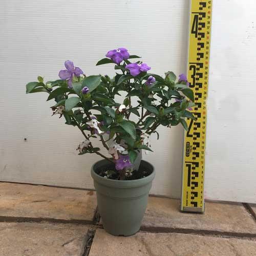 ニオイバンマツリの鉢植え : 植物・園芸専門店 花育通販Yahoo!店