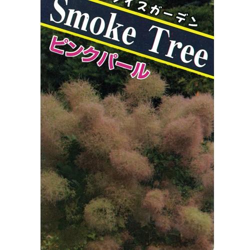 スモークツリー（けむりの木）の苗木・ピンクパール 5号（15cm