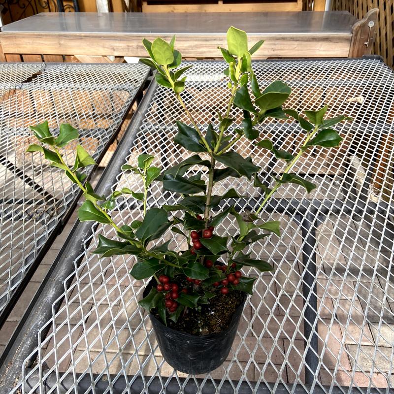 クリスマスホーリー（セイヨウヒイラギ）4.5号苗木 : 植物・園芸専門店