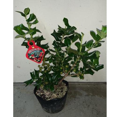 クリスマスホーリー（セイヨウヒイラギ）4.5号苗木 : 植物・園芸専門店