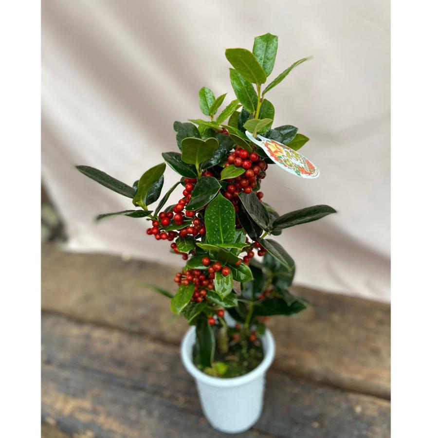 クリスマスホーリー（セイヨウヒイラギ）4号鉢植え : 植物・園芸専門店