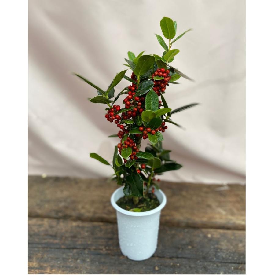クリスマスホーリー（セイヨウヒイラギ）4号鉢植え : 植物・園芸専門店