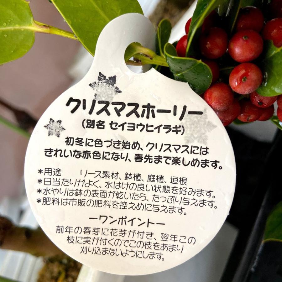 クリスマスホーリー セイヨウヒイラギ 4号鉢植え Ki Kaboku 505 花育通販yahoo 店 通販 Yahoo ショッピング