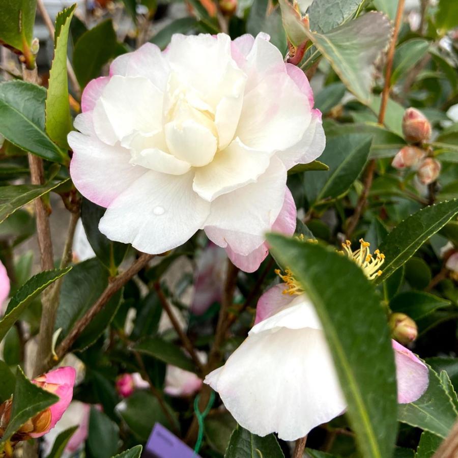 山茶花 サザンカ 苗木 秋月 アキヅキ Ki Kaboku 517 花育通販yahoo 店 通販 Yahoo ショッピング