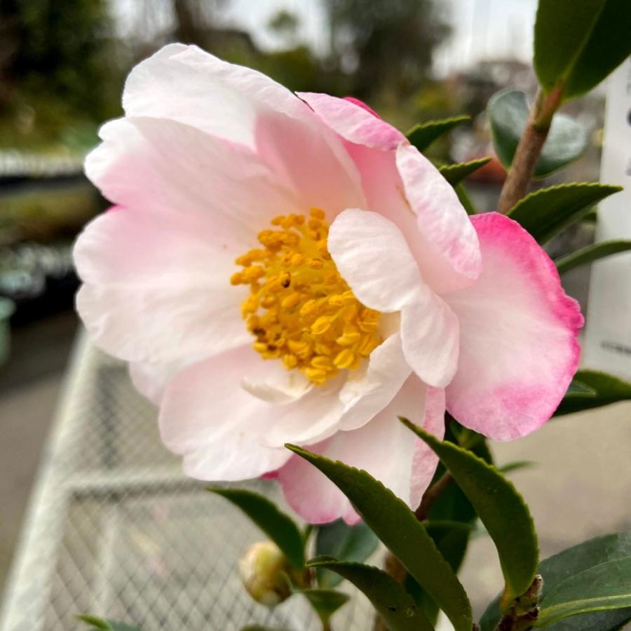 山茶花 サザンカ 苗木 有希 ユウキ Ki Kaboku 518 花育通販yahoo 店 通販 Yahoo ショッピング