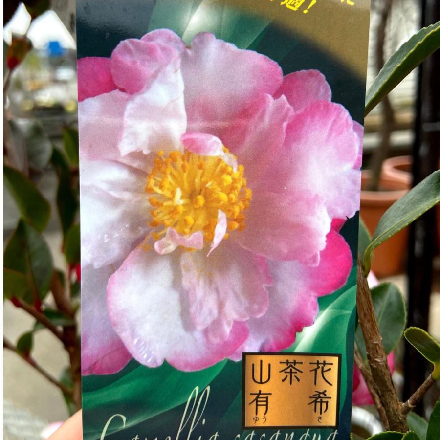 山茶花 サザンカ 苗木 有希 ユウキ Ki Kaboku 518 花育通販yahoo 店 通販 Yahoo ショッピング