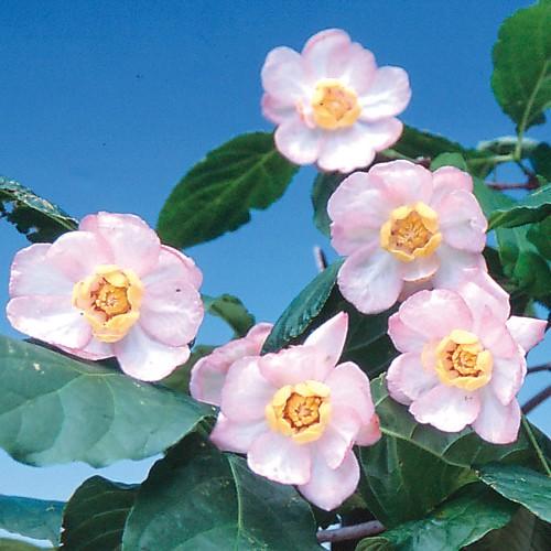 ナツロウバイの苗木 ナツロウバイ(夏蝋梅)の苗木 : 植物・園芸専門店 花育通販Yahoo!店